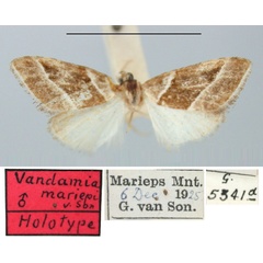/filer/webapps/moths/media/images/M/mariepi_Vandamia_HT_TMSA.jpg