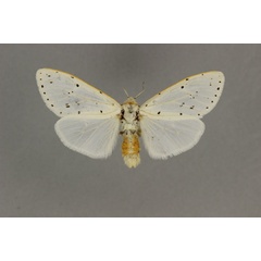 /filer/webapps/moths/media/images/F/flavizonata_Paralpenus_AM_BMNH.jpg