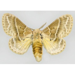 /filer/webapps/moths/media/images/G/gemmata_Eucraera_AF_ZSM.jpg
