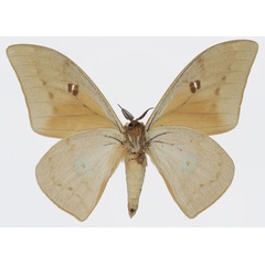 /filer/webapps/moths/media/images/P/pallens_Pseudobunaea_AM_Basquin_02b.jpg