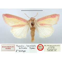 /filer/webapps/moths/media/images/B/bechuana_Masalia_HT_BMNH.jpg