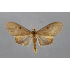 /filer/webapps/moths/media/images/R/rufipex_Paradoxosia_HT_BMNH.jpg