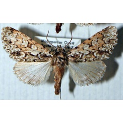 /filer/webapps/moths/media/images/O/occidentis_Madegalatha_AM_MNHN_01.jpg