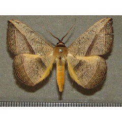 /filer/webapps/moths/media/images/P/pardus_Entomogramma_A_Goff_01.jpg