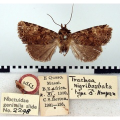 /filer/webapps/moths/media/images/N/nigribarbata_Trachea_HT_BMNH.jpg