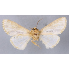 /filer/webapps/moths/media/images/M/malagassica_Thalatha_HT_BMNHb.jpg