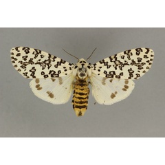 /filer/webapps/moths/media/images/R/rattrayi_Alpenus_AF_BMNH.jpg