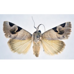 /filer/webapps/moths/media/images/H/hypocornuta_Brevipecten_AM_NHMO.jpg