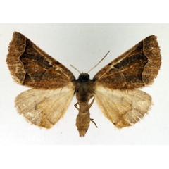 /filer/webapps/moths/media/images/I/impeyi_Odontopera_AF_TMSA.jpg