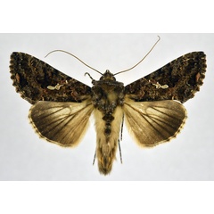/filer/webapps/moths/media/images/L/limbirena_Ctenoplusia_AM_NHMO.jpg