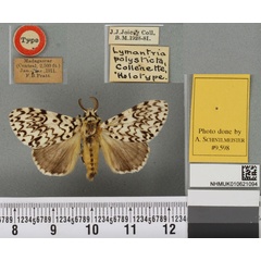 /filer/webapps/moths/media/images/P/polysticta_Lymantria_HT_BMNHa.jpg