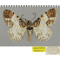 /filer/webapps/moths/media/images/B/bicolor_Ectropis_PTM_ZSMa.jpg