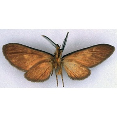 /filer/webapps/moths/media/images/N/nigriceps_Cameroonia_NAT_BMNH_02.jpg