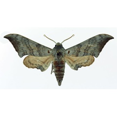 /filer/webapps/moths/media/images/S/svaricki_Falcatula_PT_Basquin.jpg