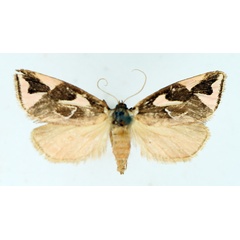 /filer/webapps/moths/media/images/C/conspicua_Crothaema_AF_TMSA.jpg