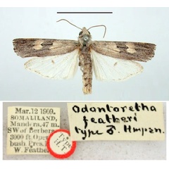 /filer/webapps/moths/media/images/F/featheri_Odontorethra_HT_BMNH.jpg