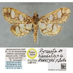 /filer/webapps/moths/media/images/K/kandidalis_Pyrausta_PTM_BMNH.jpg