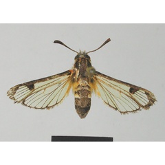 /filer/webapps/moths/media/images/M/malagasy_Agriomelissa_HT_MNHN.jpg