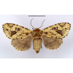 /filer/webapps/moths/media/images/A/acatharta_Elaeodes_PTF_BMNH.jpg