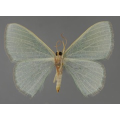 /filer/webapps/moths/media/images/P/pedicata_Prasinocyma_A_ZSM_02.jpg
