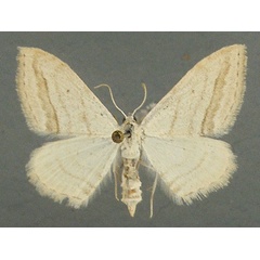 /filer/webapps/moths/media/images/P/phyletis_Scopula_AF_TMSA_02.jpg