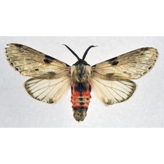 /filer/webapps/moths/media/images/P/punctum_Fentonina_AM_NHMO.jpg