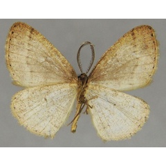 /filer/webapps/moths/media/images/I/irisaria_Encoma_AM_ZSMb.jpg