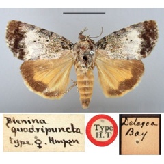 /filer/webapps/moths/media/images/Q/quadripuncta_Blenina_HT_BMNH.jpg