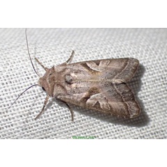 /filer/webapps/moths/media/images/S/subrosacea_Conservula_A_Bippusb.jpg