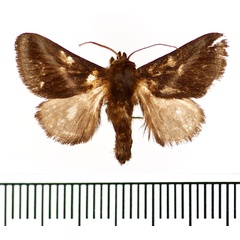 /filer/webapps/moths/media/images/T/tenebrosa_Macrosemyra_AM_BMNH.jpg