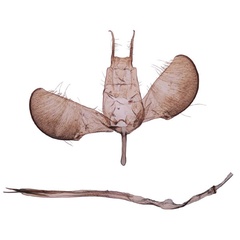 /filer/webapps/moths/media/images/S/subplumbellus_Yponomeuta_GM_BMNH_28364.jpg