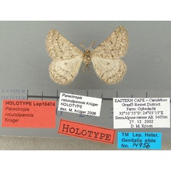 /filer/webapps/moths/media/images/R/rotundipennis_Parectropis_HT_TMSA.jpg