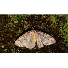 /filer/webapps/moths/media/images/D/doriae_Galtara_A_King.jpg