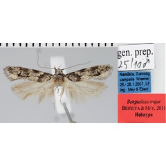 /filer/webapps/moths/media/images/M/major_Benguelasa_HT_NMNW.jpg