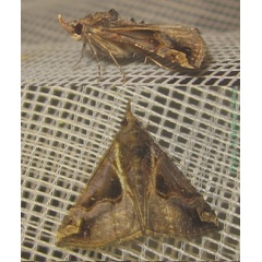/filer/webapps/moths/media/images/V/varialis_Hypena_A_Bippus.jpg