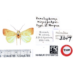 /filer/webapps/moths/media/images/N/nigripalpis_Paralephana_HT_BMNH.jpg