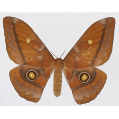/filer/webapps/moths/media/images/A/amathusia_Gonimbrasia_AF_Basquina.jpg