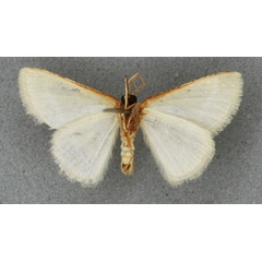 /filer/webapps/moths/media/images/P/picticosta_Neromia_HT_BMNHb.jpg