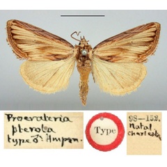 /filer/webapps/moths/media/images/P/pterota_Procrateria_HT_BMNH.jpg