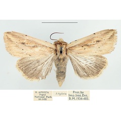 /filer/webapps/moths/media/images/H/homoeoptera_Mythimna_AM_BMNH.jpg