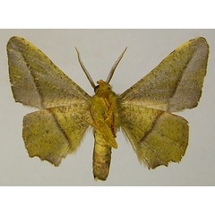 /filer/webapps/moths/media/images/P/purpuraria_Hemicopsis_AM_ZSMb.jpg