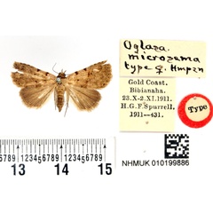 /filer/webapps/moths/media/images/M/microsema_Oglasa_HT_BMNH.jpg