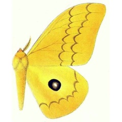 /filer/webapps/moths/media/images/C/citrinarius_Lobobunaea_HT_Gaede_1927_55b.jpg