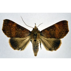 /filer/webapps/moths/media/images/P/pectinicornis_Giria_AF_NHMO.jpg