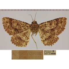 /filer/webapps/moths/media/images/M/mahafaly_Heteropalpia_AM_MNHN.jpg