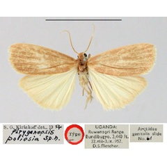 /filer/webapps/moths/media/images/P/poliosia_Phryganopsis_HT_BMNH.jpg