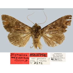 /filer/webapps/moths/media/images/M/megista_Stigmoplusia_HT_MNHN.jpg