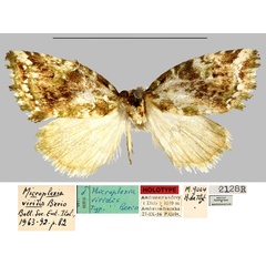 /filer/webapps/moths/media/images/V/viridis_Microplexia_HT_MNHN.jpg