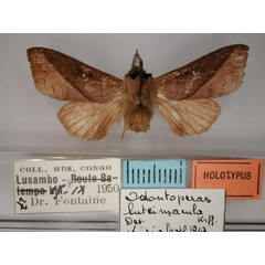 /filer/webapps/moths/media/images/L/luteimacula_Odontoperas_HT_RMCA.jpg
