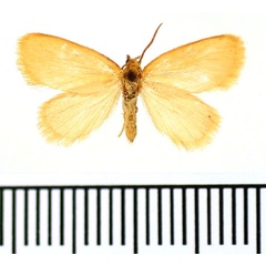 /filer/webapps/moths/media/images/F/flava_Pseudomantria_AF_BMNH.jpg